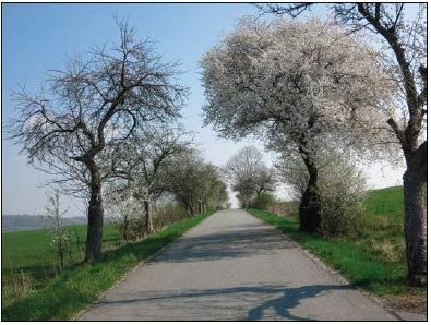 Ein Hauch von Frühling. An der Breitebergstraße blühen die Pflaumenbäume. Foto: J. Walther