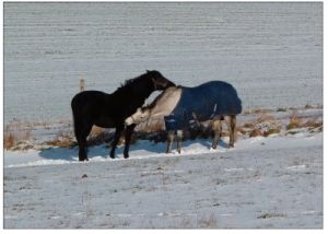 So schön kann der Winter sein! Nach einem Bad im Schnee machen die zwei Pferde von Familie Weihermann gegenseitige Körperpflege. Foto: Jürgen Walther