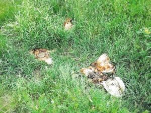 Tote Hühner oberhalb vom Eurohof gefunden
